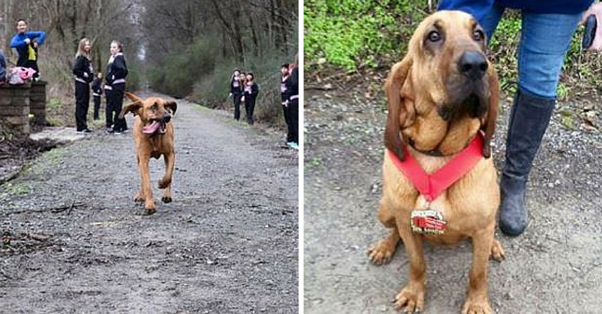 This Dog Accidentally Runs A Half Marathon And Places 7th